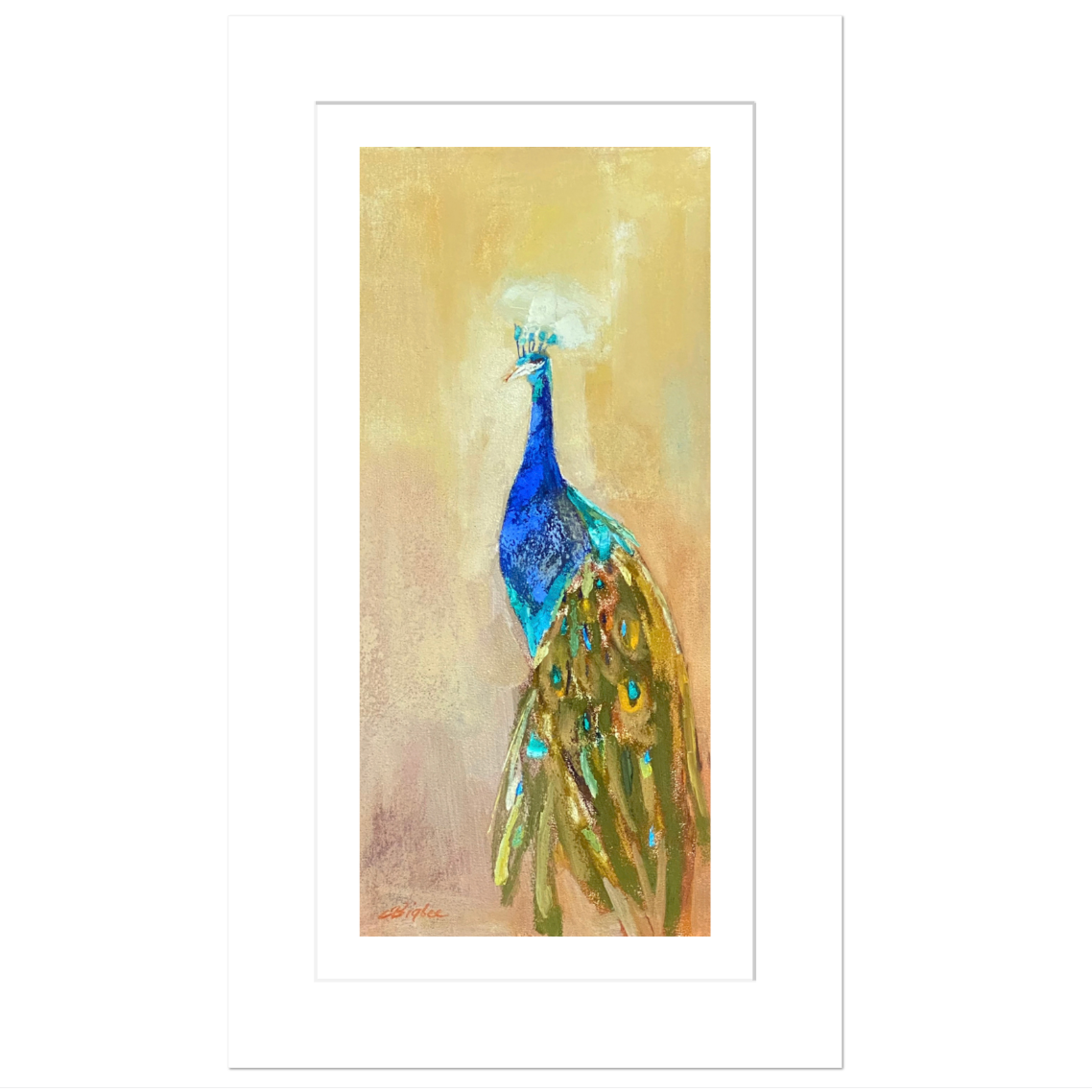 Royal Peacock